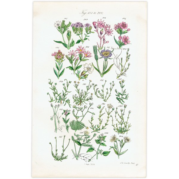 ꥹ ƥ ܥ˥륢 / ʪ ८Υϥ٤ʤ  (British wild flowers / John Edward Sowerby)  1876ǯ 0674
