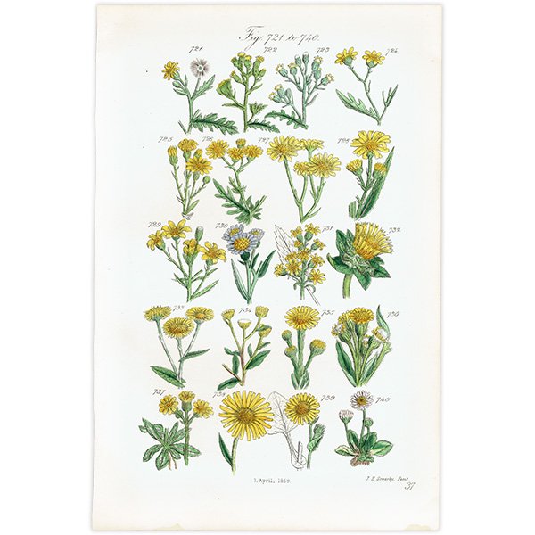 ꥹ ƥ ܥ˥륢 / ʪ إ˥ǥʤ  (British wild flowers / John Edward Sowerby)  1876ǯ 0675
