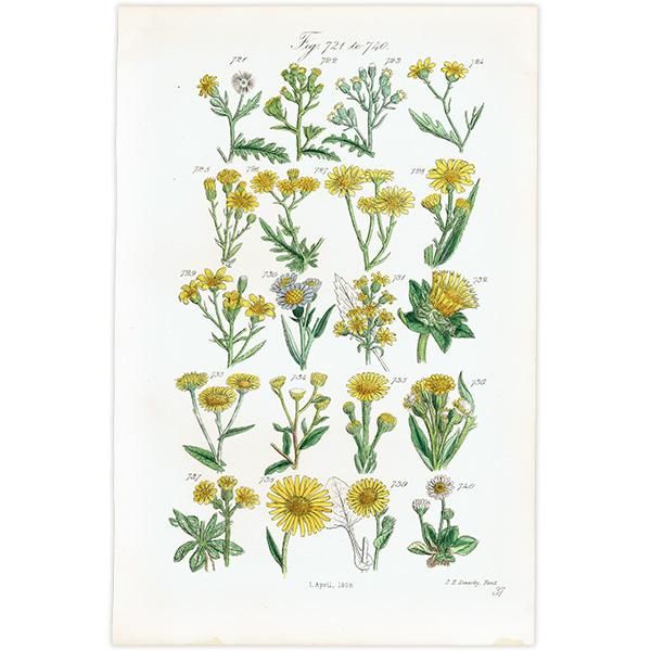 ꥹ ƥ ܥ˥륢 / ʪ إ˥ǥʤ  (British wild flowers / John Edward Sowerby)  1876ǯ 0675