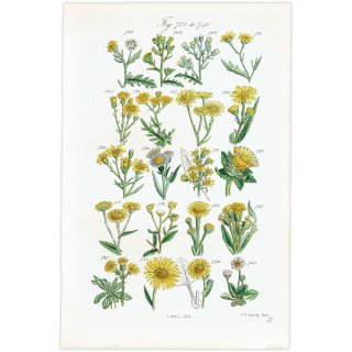 イギリス アンティーク ボタニカルアート / 植物画 ヘレニウムやデイジーなど  (British wild flowers / John Edward Sowerby)  1876年 0675