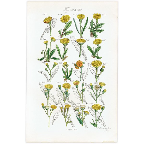 ꥹ ƥ ܥ˥륢 / ʪ ݥݤʤ  (British wild flowers / John Edward Sowerby)  1876ǯ 0676