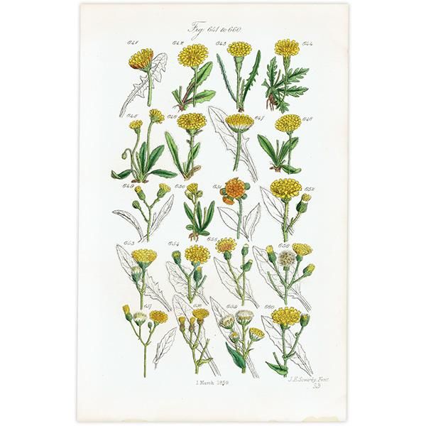 ꥹ ƥ ܥ˥륢 / ʪ ݥݤʤ  (British wild flowers / John Edward Sowerby)  1876ǯ 0676