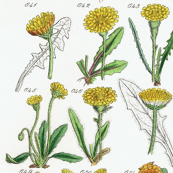 ꥹ ƥ ܥ˥륢 / ʪ ݥݤʤ  (British wild flowers / John Edward Sowerby)  1876ǯ 0676