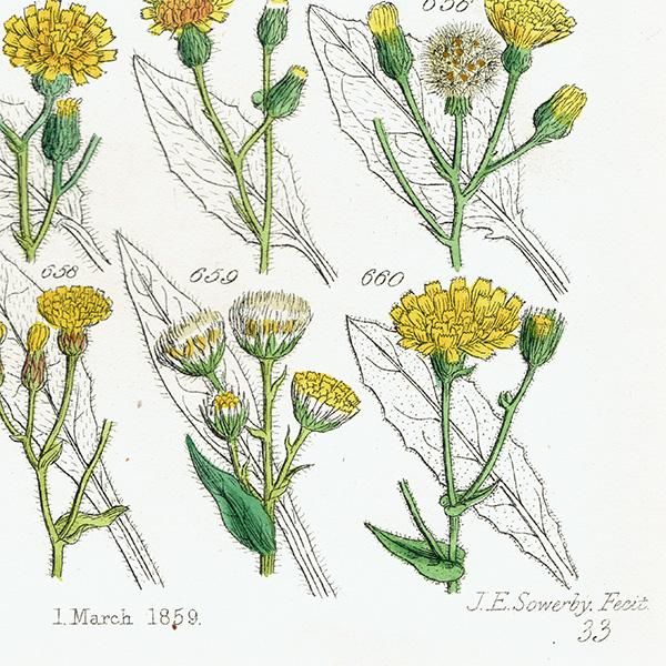 ꥹ ƥ ܥ˥륢 / ʪ ݥݤʤ  (British wild flowers / John Edward Sowerby)  1876ǯ 0676