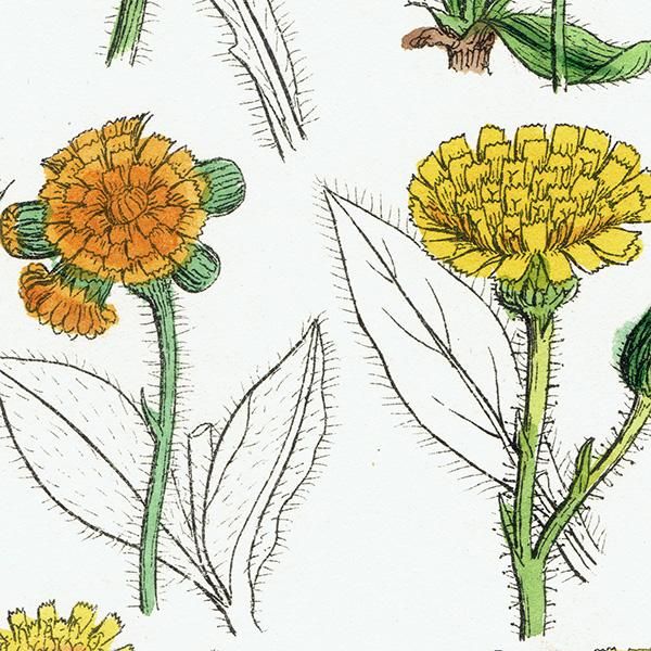 ꥹ ƥ ܥ˥륢 / ʪ ݥݤʤ  (British wild flowers / John Edward Sowerby)  1876ǯ 0676