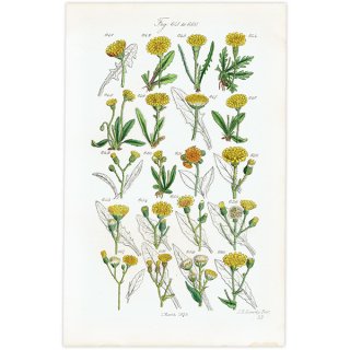 イギリス アンティーク ボタニカルアート / 植物画 タンポポなど  (British wild flowers / John Edward Sowerby)  1876年 0676