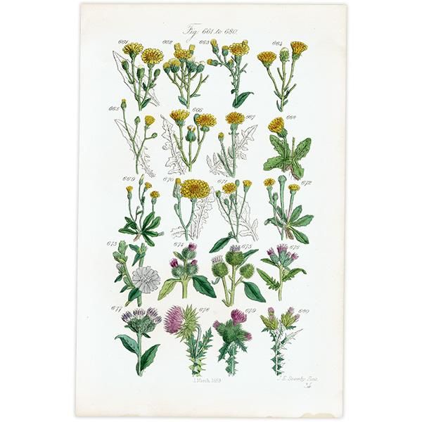 ꥹ ƥ ܥ˥륢 / ʪ ݥݤ䥢ߤʤ  (British wild flowers / John Edward Sowerby)  1876ǯ 0677