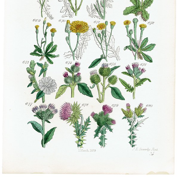 ꥹ ƥ ܥ˥륢 / ʪ ݥݤ䥢ߤʤ  (British wild flowers / John Edward Sowerby)  1876ǯ 0677