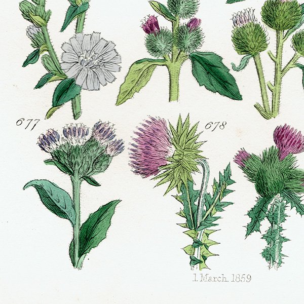 ꥹ ƥ ܥ˥륢 / ʪ ݥݤ䥢ߤʤ  (British wild flowers / John Edward Sowerby)  1876ǯ 0677