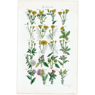 イギリス アンティーク ボタニカルアート / 植物画 タンポポやアザミなど  (British wild flowers / John Edward Sowerby)  1876年 0677