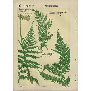 『普通植物図譜』 牧野富太郎校訂 へびのねござ / めしだ / ほらしのぶ ボタニカルアート 1143