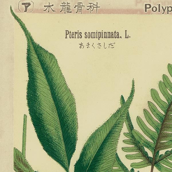 BOTANICAL ART 植物画　シダ　ボタニカルアート　モビリグランデ ボタニカルアート|ピーリモ - Muse International Net Shop