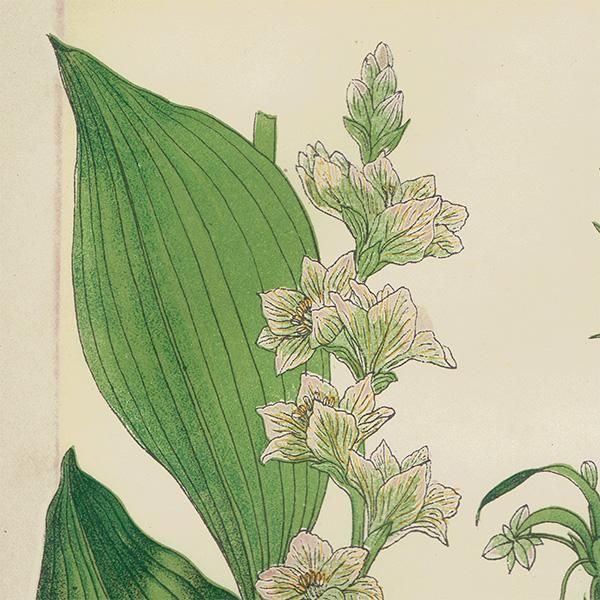 普通植物図譜』 牧野富太郎校訂 ばいけいそう / きじかくし 普通植物図譜』 牧野富太郎校訂 ばいけいそう / きじかくし