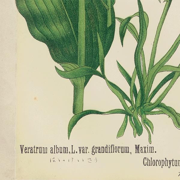 普通植物図譜』 牧野富太郎校訂 ばいけいそう / きじかくし 普通植物図譜』 牧野富太郎校訂 ばいけいそう / きじかくし