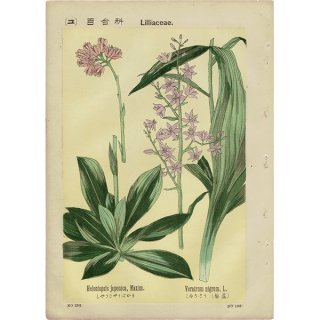 『普通植物図譜』 牧野富太郎校訂 しょうじょうばかま / しゅろそう ボタニカルアート 1146