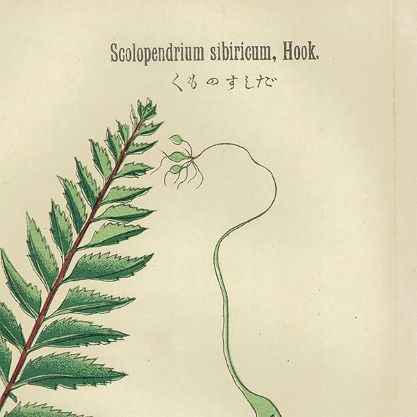 6 5 普通植物図譜 牧野富太郎校訂 第一巻 第九輯 / あんず古
