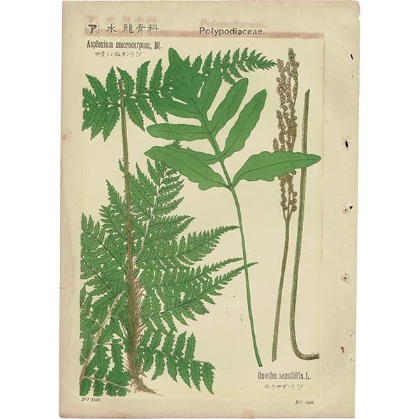 普通植物図譜』 牧野富太郎校訂 やまいぬわらび / こうやわらび 普通植物図譜』 牧野富太郎校訂 やまいぬわらび / こうやわらび
