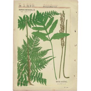『普通植物図譜』 牧野富太郎校訂 やまいぬわらび / こうやわらび ボタニカルアート 1153