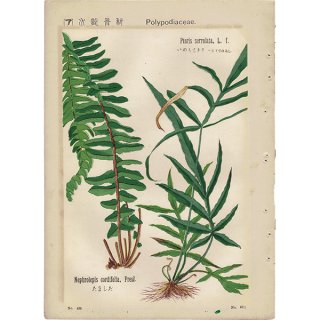 『普通植物図譜』 牧野富太郎校訂 たましだ / いのもとそう ボタニカルアート 1155