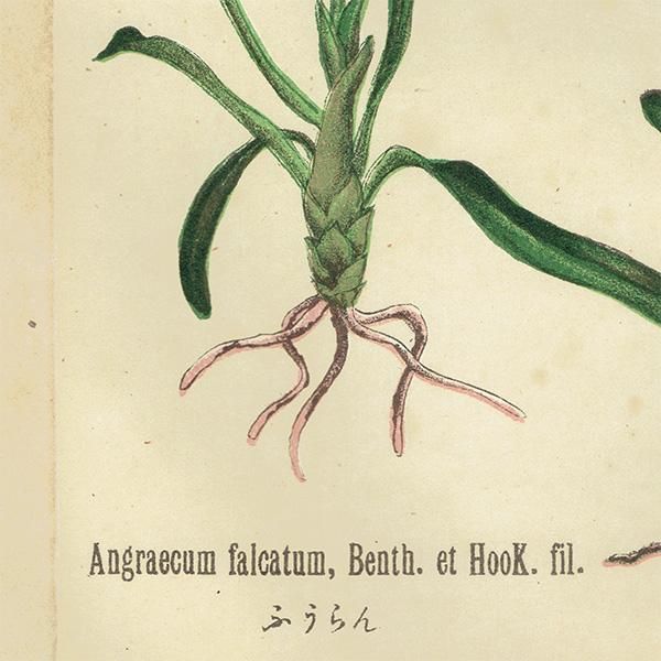 洋書　植物画　PLANTS 古書古本 dessin: ボタニカルワールドへのいざない 牧野富太郎と