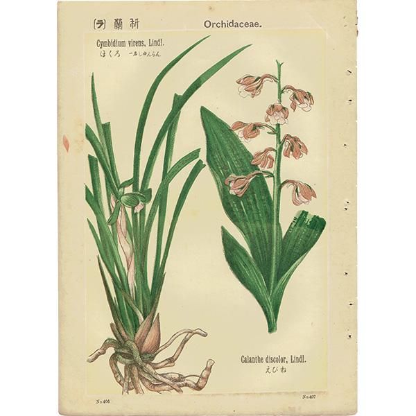 普通植物図譜』 牧野富太郎校訂 ほくろ(しゅんらん) / えびね 普通植物図譜』 牧野富太郎校訂 ほくろ(しゅんらん) / えびね