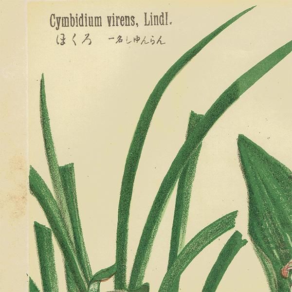 普通植物図譜』 牧野富太郎校訂 ほくろ(しゅんらん) / えびね 普通植物図譜』 牧野富太郎校訂 ほくろ(しゅんらん) / えびね