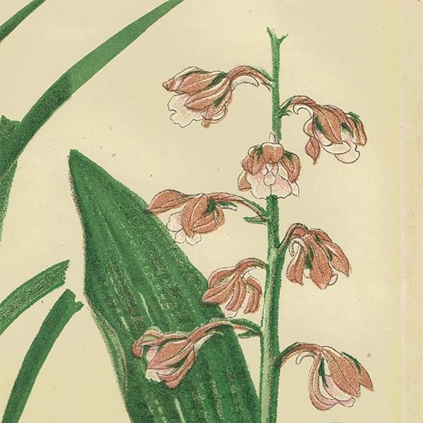 普通植物図譜』 牧野富太郎校訂 ほくろ（しゅんらん） / えびね