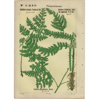 『普通植物図譜』 牧野富太郎校訂 なんたいしだ / いので ボタニカルアート 1160