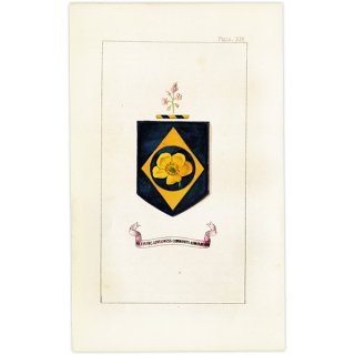 イギリス アンティーク 花と紋章 ボタニカルアート ラナンキュラス（crowfoot）、ミズタマソウ（enchanter's nightshade）1851年 1017