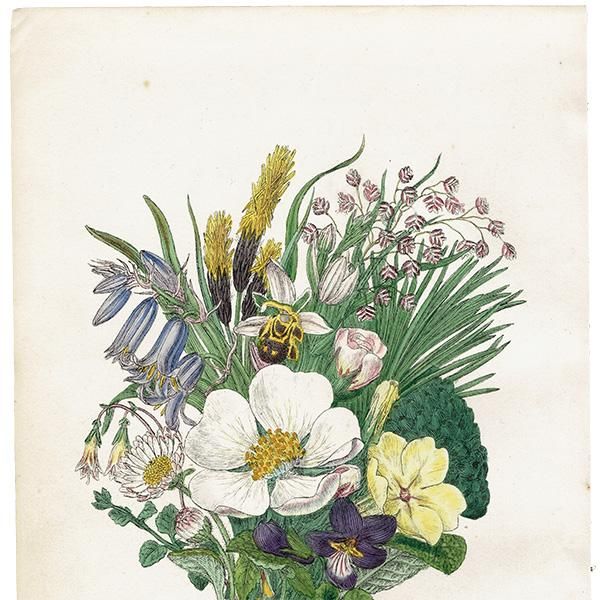 ꥹ ƥ ܥ˥륢 / ʪ   British wild flowers ⳨ / John Edward Sowerby  1876ǯ 0668