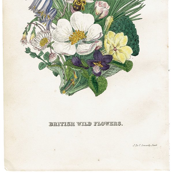 ꥹ ƥ ܥ˥륢 / ʪ   British wild flowers ⳨ / John Edward Sowerby  1876ǯ 0668