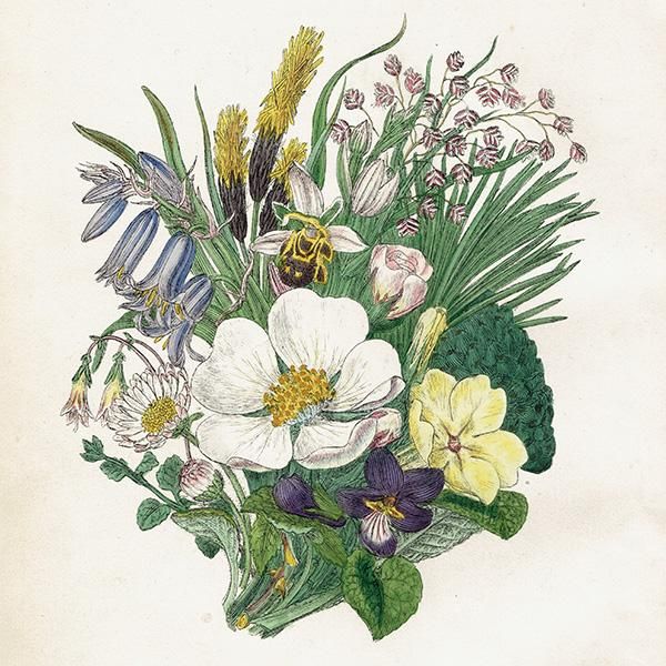 イギリス アンティーク ボタニカルアート / 植物画 British wild イギリス アンティーク ボタニカルアート / 植物画 British wild