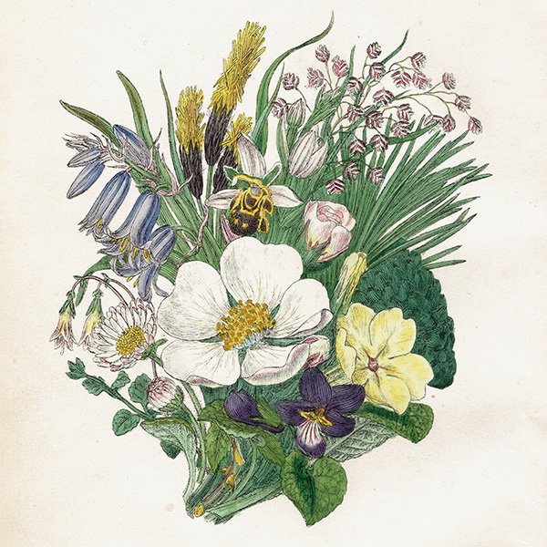ꥹ ƥ ܥ˥륢 / ʪ   British wild flowers ⳨ / John Edward Sowerby  1876ǯ 0668