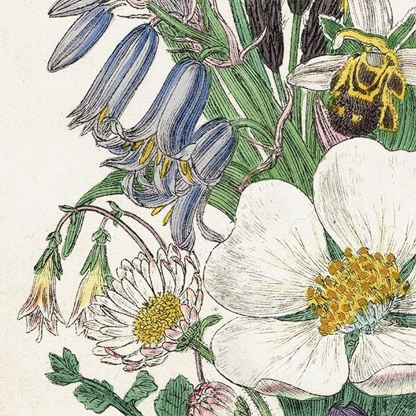 ꥹ ƥ ܥ˥륢 / ʪ   British wild flowers ⳨ / John Edward Sowerby  1876ǯ 0668