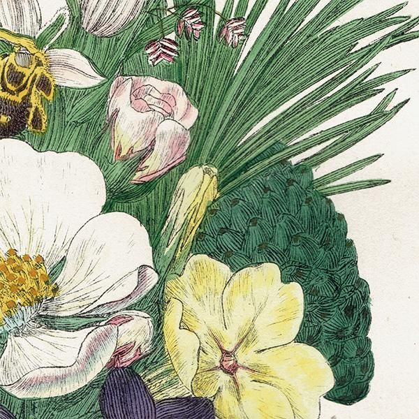 イギリス アンティーク ボタニカルアート / 植物画 British wild イギリス アンティーク ボタニカルアート / 植物画 British wild