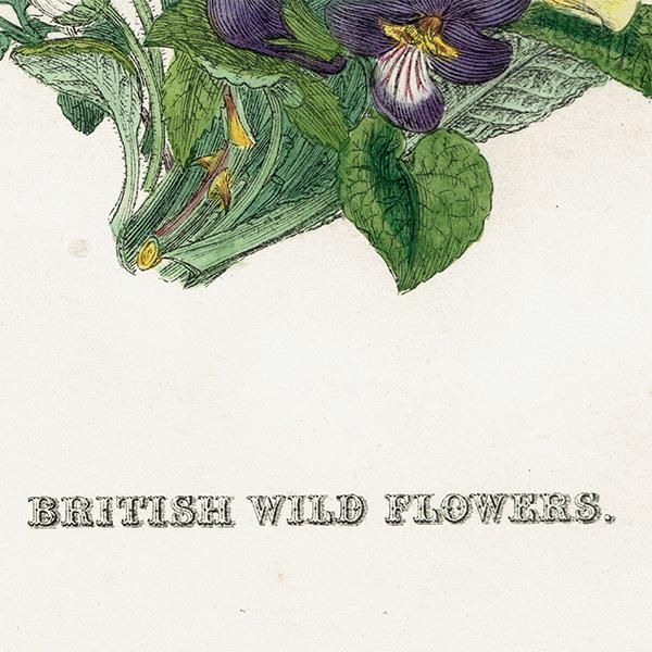 イギリス アンティーク ボタニカルアート / 植物画 British wild イギリス アンティーク ボタニカルアート / 植物画 British wild