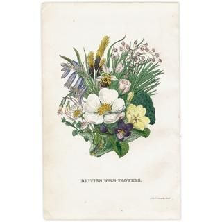 ꥹ ƥ ܥ˥륢 / ʪ   British wild flowers ⳨ / John Edward Sowerby  1876ǯ 0668