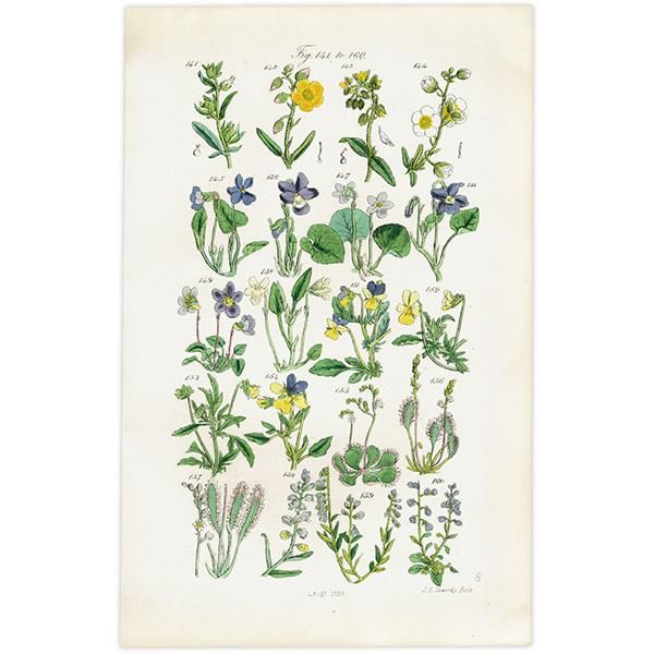 イギリス アンティーク ボタニカルアート / 植物画 スミレやモウセンゴケ、ヒメハギ (British wild flowers / John Edward Sowerby) イギリス アンティーク ボタニカルアート / 植物画 スミレやモウセンゴケ、ヒメハギ (British wild flowers / John Edward Sowerby)