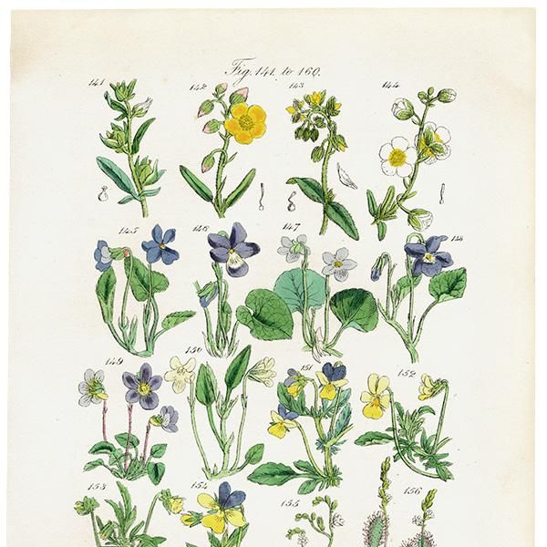 ꥹ ƥ ܥ˥륢 / ʪ ߥ⥦󥴥ҥϥ  (British wild flowers / John Edward Sowerby)  1876ǯ 0678