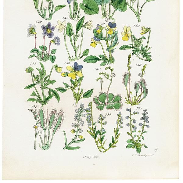 イギリス アンティーク ボタニカルアート / 植物画 スミレや イギリス アンティーク ボタニカルアート / 植物画 スミレや