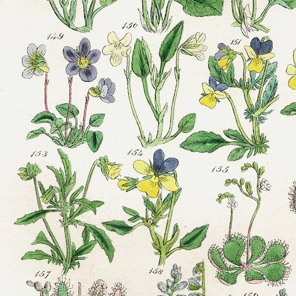 ꥹ ƥ ܥ˥륢 / ʪ ߥ⥦󥴥ҥϥ  (British wild flowers / John Edward Sowerby)  1876ǯ 0678