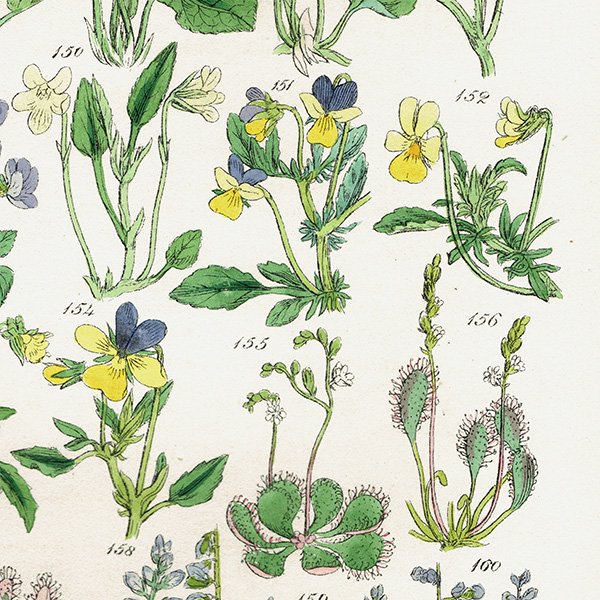 ꥹ ƥ ܥ˥륢 / ʪ ߥ⥦󥴥ҥϥ  (British wild flowers / John Edward Sowerby)  1876ǯ 0678