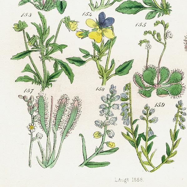 イギリス アンティーク ボタニカルアート / 植物画 スミレや イギリス アンティーク ボタニカルアート / 植物画 スミレや
