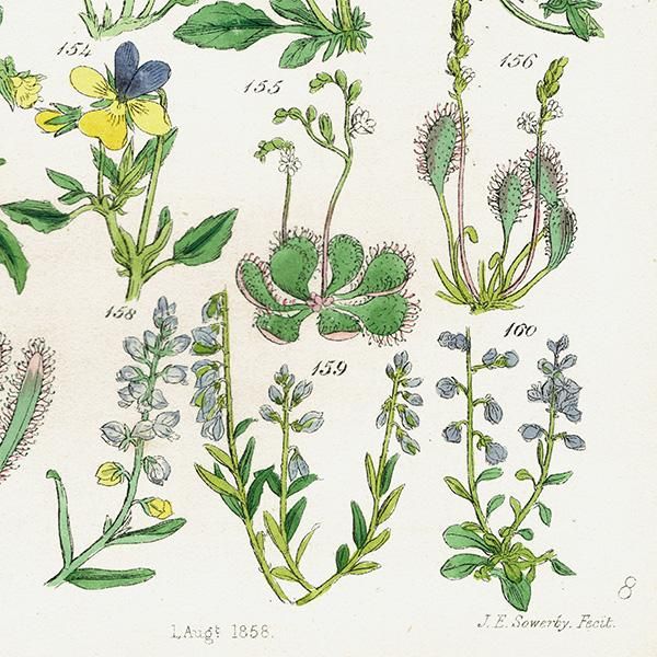 イギリス アンティーク ボタニカルアート / 植物画 スミレや イギリス アンティーク ボタニカルアート / 植物画 スミレや