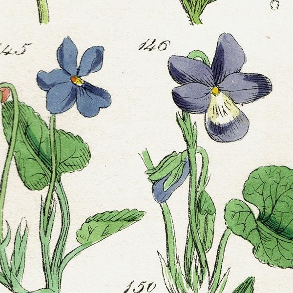 イギリス アンティーク ボタニカルアート / 植物画 スミレや イギリス アンティーク ボタニカルアート / 植物画 スミレや