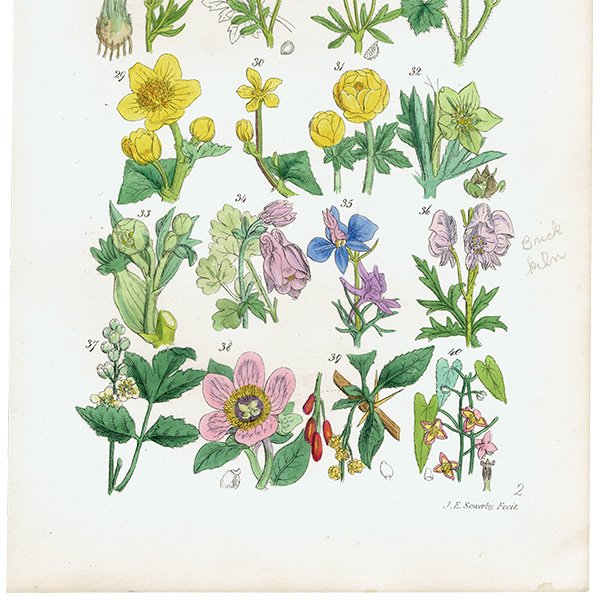ꥹ ƥ ܥ˥륢  ݥ䥯ꥹޥ  (British wild flowers / John Edward Sowerby)  1876ǯ 0679