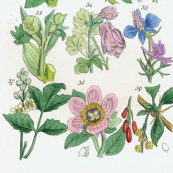 ꥹ ƥ ܥ˥륢  ݥ䥯ꥹޥ  (British wild flowers / John Edward Sowerby)  1876ǯ 0679