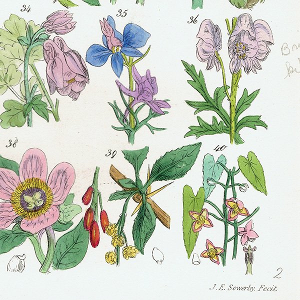 ꥹ ƥ ܥ˥륢  ݥ䥯ꥹޥ  (British wild flowers / John Edward Sowerby)  1876ǯ 0679