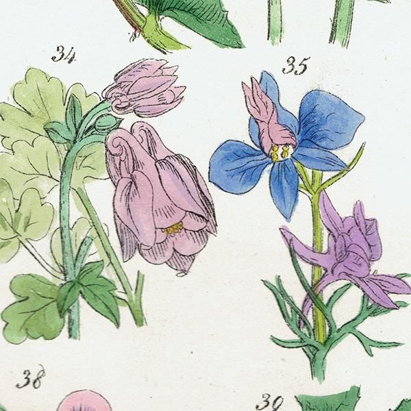 ꥹ ƥ ܥ˥륢  ݥ䥯ꥹޥ  (British wild flowers / John Edward Sowerby)  1876ǯ 0679