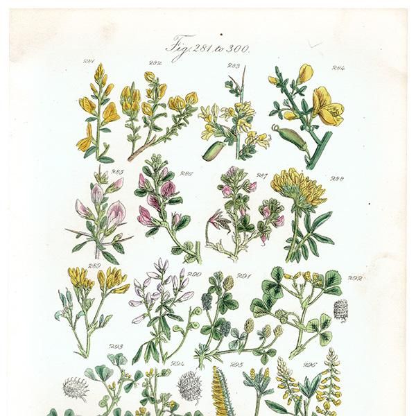 イギリス アンティーク ボタニカルアート エニシダ属、シャジクソウ属など (British wild flowers / John Edward Sowerby) 1876 イギリス アンティーク ボタニカルアート エニシダ属、シャジクソウ属など (British wild flowers / John Edward Sowerby) 1876